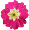 Blurred Pink Flower Clip Art